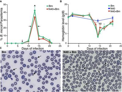 Frontiers  Sciatic–Vagal Nerve Stimulation by Electroacupuncture  Alleviates Inflammatory Arthritis in Lyme Disease-Susceptible C3H Mice