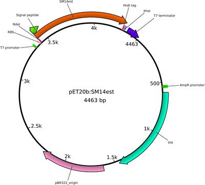 Frontiers In Silico Screening And Heterologous Expression Of A
