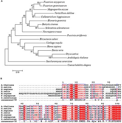 Frontiers Urm1 Mediated Ubiquitin Like Modification Is Required