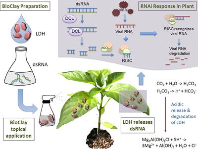 Double Stranded Rna Dsrna List Of Frontiers Open Access Articles Double Stranded Rna Dsrna List Of Frontiers Open Access Articles
