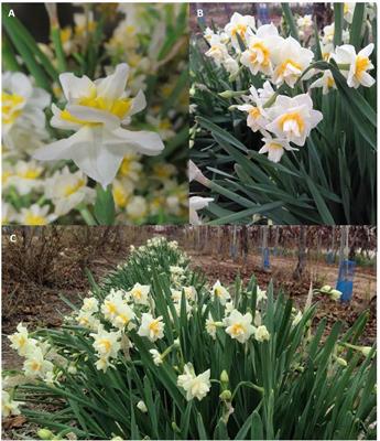 Daffodils & Narcissus – Floret Library