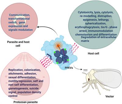 Frontiers | Perils And Promises Of Pathogenic Protozoan Extracellular  Vesicles