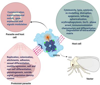 Frontiers | Perils and Promises of Pathogenic Protozoan Extracellular Vesicles Frontiers | Perils And Promises Of Pathogenic Protozoan Extracellular Vesicles