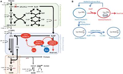 R/éducteur de dioxyde de carbone jauge double Cgration R/égulateur de CO2 F/ût de bi/ère R/égulateur avec Soupape de d/épression pour gaz 0-3000PSI