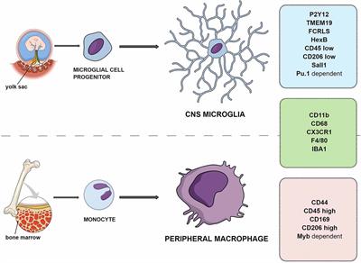 Microglia Phenotype List Of Frontiers Open Access Articles