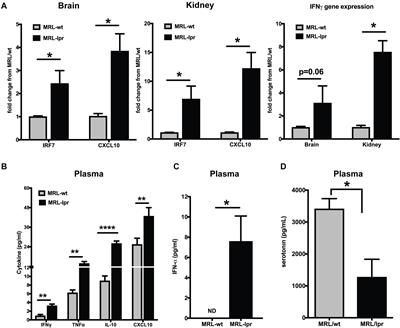 Frontiers  Effect of the renin-angiotensin system on the exacerbation of  adrenal glucocorticoid steroidogenesis in diabetic mice: Role of  angiotensin-II type 2 receptor