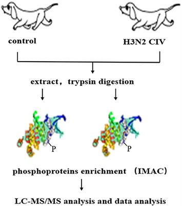 H3n2 Canine Influenza Virus List Of Frontiers Open Access Articles