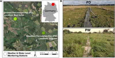 Frontiers  Effects of Flooding and Endogenous Hormone on the Formation of  Knee Roots in Taxodium ascendens