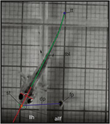 Frontiers  Common Patterns of Skull Bone Fusion and Their Potential to  Discriminate Different Ontogenetic Stages in Extant Birds