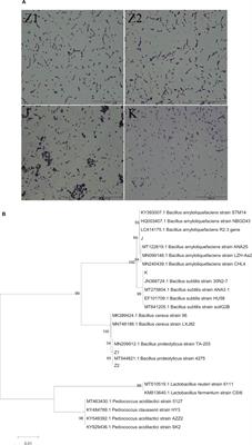 Frontiers Probiotic properties of Bacillus subtilis DG101 isolated from the traditional Japanese fermented food nattō