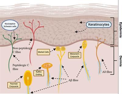 Frontiers  Neuroimmune Interactions and Rhythmic Regulation of Innate  Lymphoid Cells