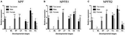 Frontiers | Cloning and Expression of the Neuropeptide F and ...