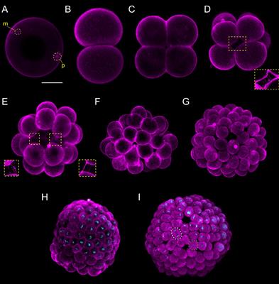 Frontiers In Cell And Developmental Biology Evolutionary Developmental Biology