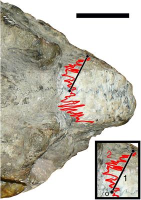 Frontiers  Common Patterns of Skull Bone Fusion and Their Potential to  Discriminate Different Ontogenetic Stages in Extant Birds