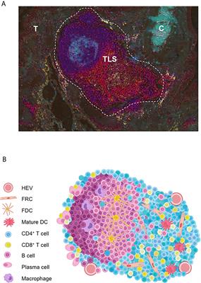 Oncogenic Viruses List Of Frontiers Open Access Articles