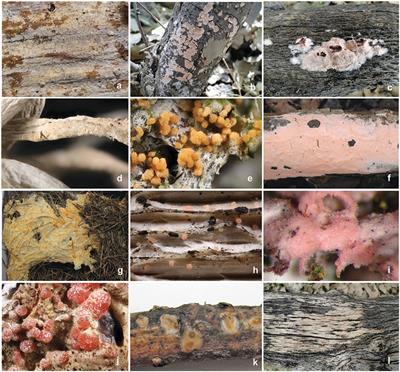 Frontiers  Taxonomic revision of Physalis in Mexico