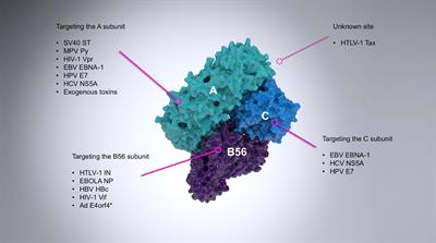 Oncogenic Viruses List Of Frontiers Open Access Articles
