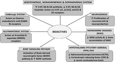 Frontiers Translational Informatics For Natural Products As Antidepressant Agents Cell And Developmental Biology