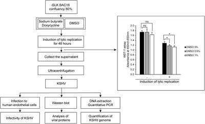 Frontiers  EBV Exploits RNA m6A Modification to Promote Cell Survival and  Progeny Virus Production During Lytic Cycle