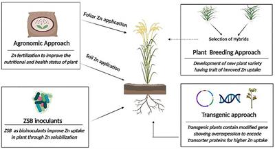 inoculation of plants - of Frontiers' open access articles