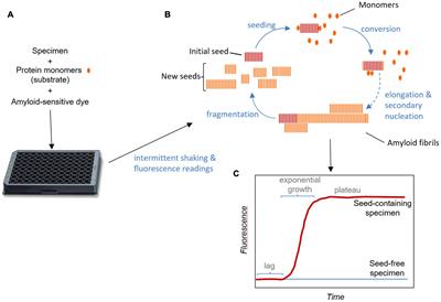 Frontiers  Inhibition of α-Synuclein Aggregation and Mature Fibril  Disassembling With a Minimalistic Compound, ZPDm