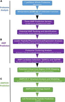 Frontiers  Identification and Functional Assessment of the First Placental  Adhesin of Treponema pallidum That May Play Critical Role in Congenital  Syphilis