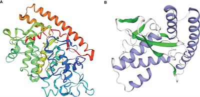 Frontiers C500 variants conveying complete mucosal immunity