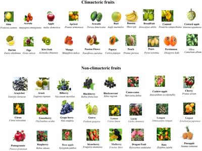 non-climacteric fruits - List of Frontiers' open access articles