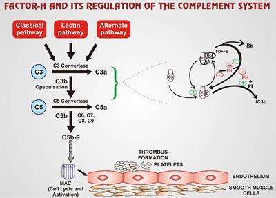 Frontiers  Case report: Short-term eculizumab use in atypical HUS