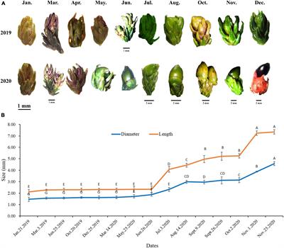 Frontiers  Effects of Flooding and Endogenous Hormone on the Formation of  Knee Roots in Taxodium ascendens