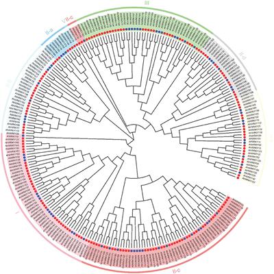 Frontiers  Identification of WRKY gene family members in amaranth based on  a transcriptome database and functional analysis of AtrWRKY42-2 in betalain  metabolism