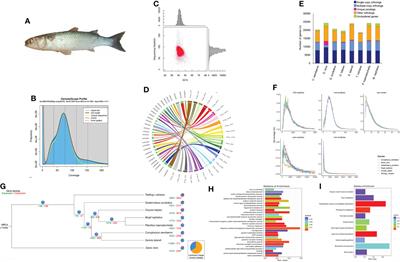 Frontiers  Exploring the application of Corynebacterium glutamicum single  cell protein in the diet of flathead grey mullet (Mugil cephalus): effects  on growth performance, digestive enzymes activity and gut microbiota