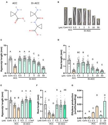 Frontiers  Effects of Flooding and Endogenous Hormone on the Formation of  Knee Roots in Taxodium ascendens