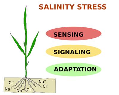 New Insights Into Salinity Sensing Signaling And Adaptation In Plants Frontiers Research Topic