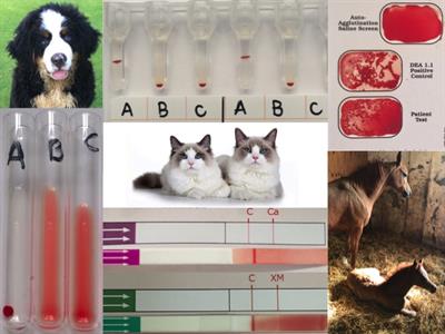 how many canine blood types are there