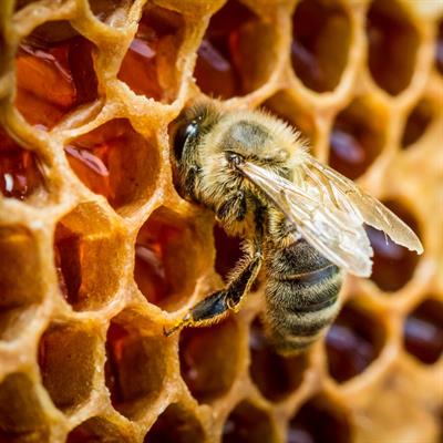 Natural Products from the Beehive Recent Advances in Pharmacology