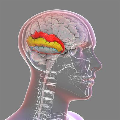 Auditory Cognitive Neuroscience