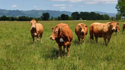 Precision Livestock Farming in Extensive Systems: A Resource for the Future  of Grazing Animal Husbandry | Frontiers Research Topic
