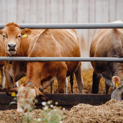 Factors Affecting Gastrointestinal Physiology and Health in Ruminants |  Frontiers Research Topic