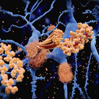 Frontiers in Aging | Molecular Mechanisms of Aging