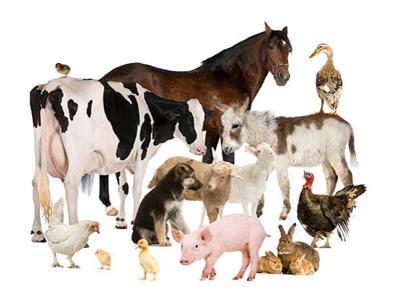 Minimally Invasive Monitoring of Stress in Farm Animals, Volume II |  Frontiers Research Topic