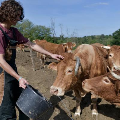 Frontiers in Animal Science | Animal Nutrition