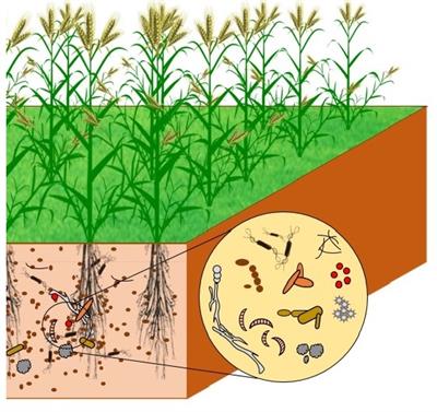 Plant Growth Promoting Microorganisms as Drivers of Agricultural  Sustainability | Frontiers Research Topic