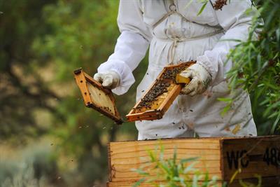 IV. Benefits of Beekeeping for Citizen Scientists