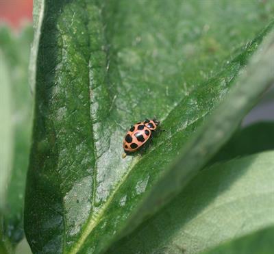 Ladybird