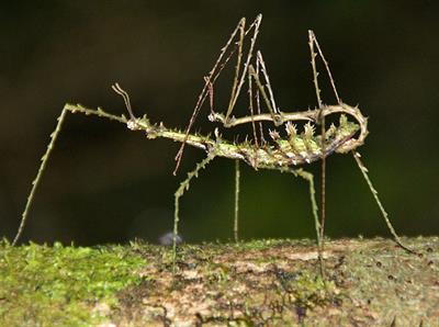 Stick Insect Research In The Era Of Genomics Exploring The Evolution Of A Mesodiverse Insect Order Frontiers Research Topic