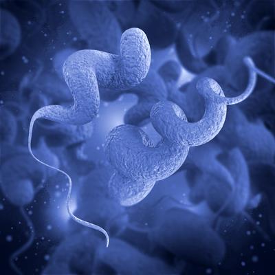 Recent advances in Campylobacter research | Frontiers Research Topic
