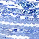 Research Topic Research topic image