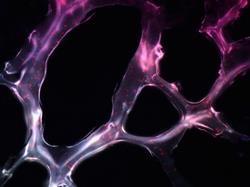 Research Topic Research topic image