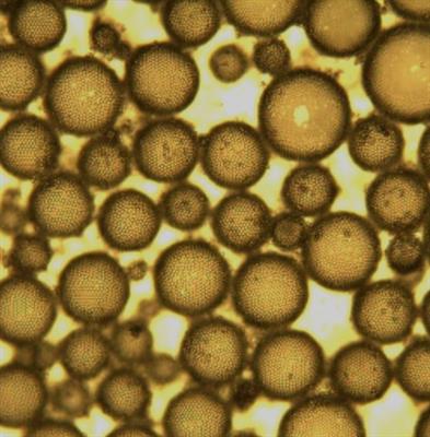 Particles at Fluid Interfaces | Frontiers Research Topic